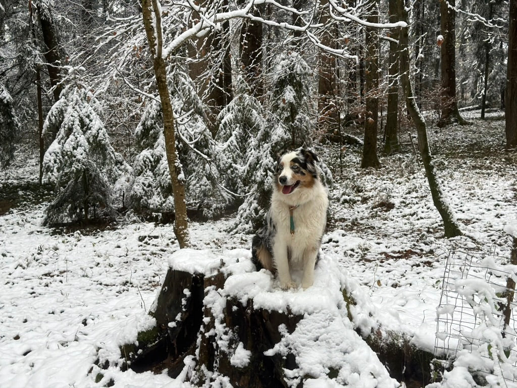 Australian Shepherd im verschneiten Wald